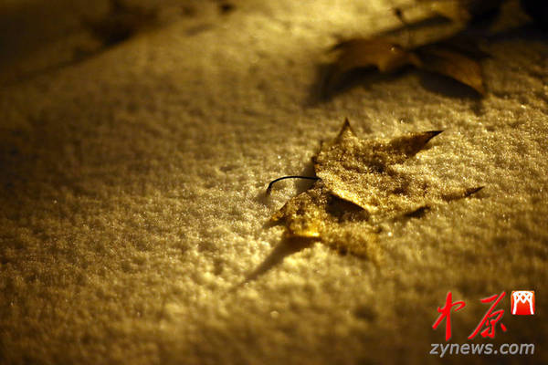 落叶与雪