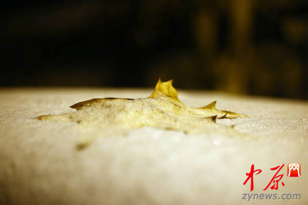 落叶与雪