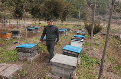 徐大姐的养蜂队友兼老乡王师傅正在黄岩采枇杷蜜。（图片由养蜂队中一位会用智能手机的小伙子拍摄提供）