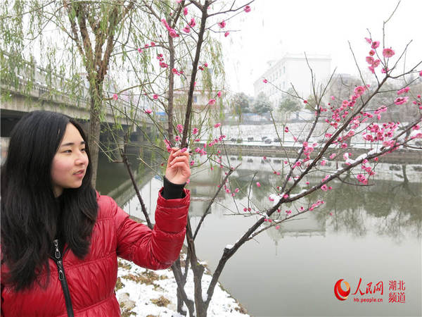 图文:湖北枝江梅花傲雪迎新春|赏花|观景