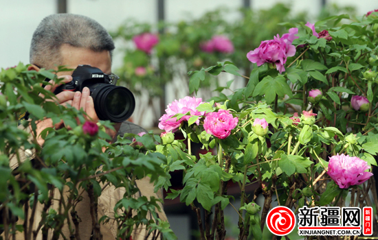②植物园绽放正艳的牡丹花。