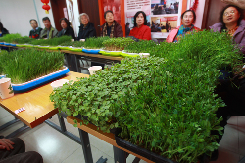 西长街街道府右街南社区的居民对自己种植的芽菜进行评选