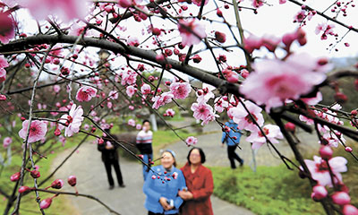 2月20日,市民在重庆北碚区静观镇爱情谷梅园欣赏盛开的梅花.