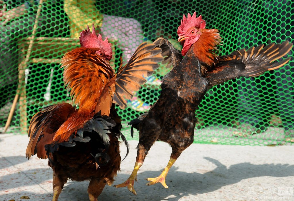 广西:民众举办民俗斗鸡比赛庆新年