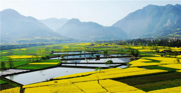 汉中推出多条油菜花海观赏线路 旅游优惠多|游客|景区_凤凰资讯