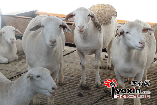 1120只澳洲杜泊羊落户新疆塔城市|塔城市|示