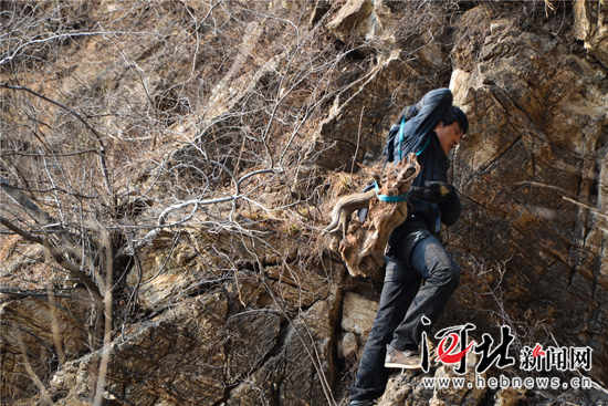 非法盗采崖柏。 索静摄