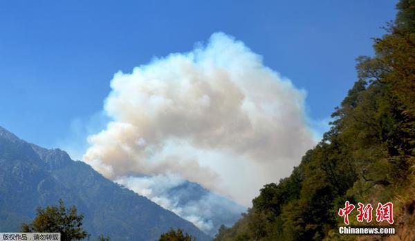智利森林大火持续蔓延|智利|国家公园