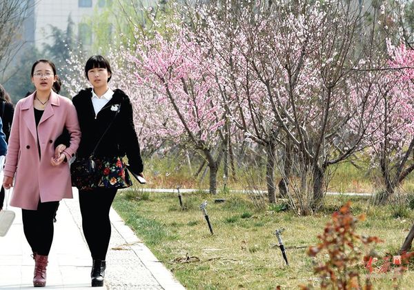 河南工业大学种植有桃花、美人梅、红叶李等花卉,目前正是盛放期,很漂亮,缺点是没有大面积集中种植。