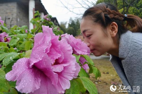 在江西新干，一株有500年历史的牡丹绽放，吸引不少游客前来赏花观景。彭建新/摄