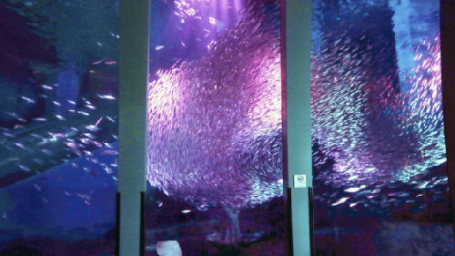 资料图:日本横滨市金泽区八景岛5万条沙丁鱼编织出“水下樱花”。