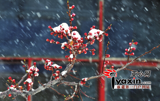 齐市拉响寒潮蓝色霜冻黄色道路结冰黄色三重预