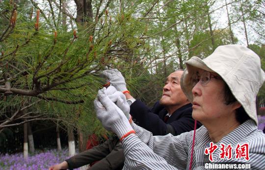 日本日中协会植树访华团到南京植树祈和平|日