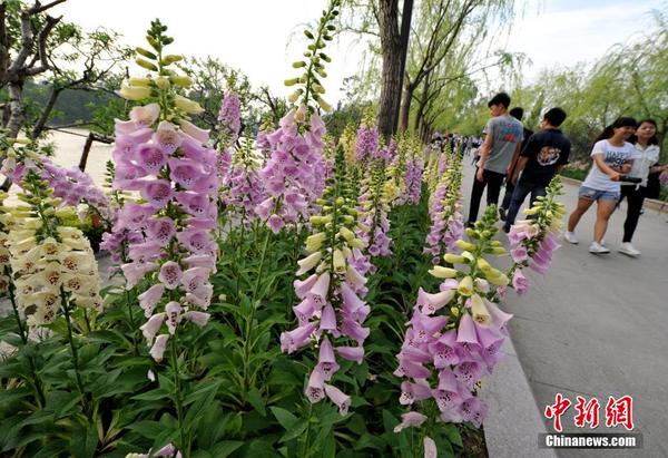 “蛇蝎美人” 毛地黄亮相福州|花期|公园_凤凰财经
