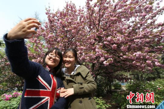 4月7日，河南郑州，大学生们在一棵七十年代的樱花树下拍照。杨正华　摄