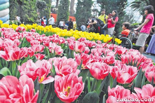 新加坡华人义工栽种荷兰郁金香 称经验难得|花