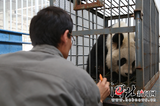 在货运库等待航班期间，动物园饲养员定时为朵朵补给食物。