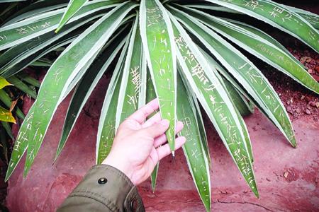 哪能这样到此一游|辰山|植物