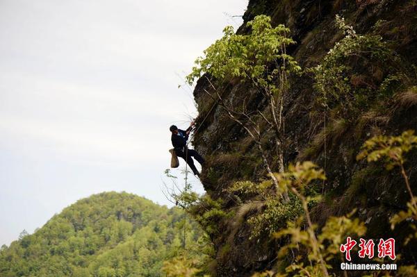 重庆男子为给女儿存学费攀百米绝壁采岩耳|采