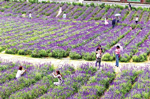 花海公园稀有鼠尾草被踩秃|公园|花海