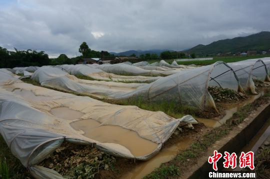 暴雨袭击广东韶关 2万亩西瓜被水淹|雷雨|阵雨