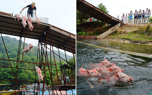 猪仔被从高台上推进水中游向终点。（图片来源：Europics）