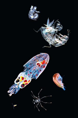 科学家探究海底微生物世界 物种多超乎想象(图