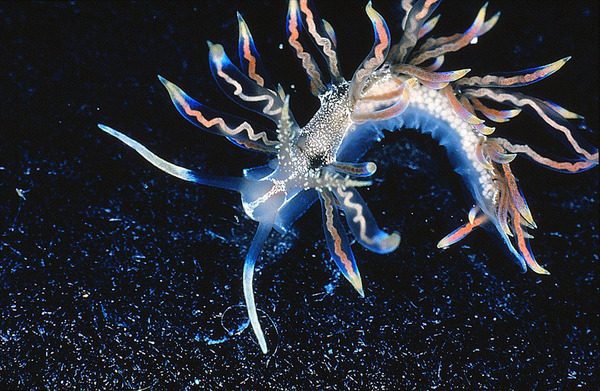 图中的海蛞蝓散发出蓝色、红色和金色光芒。（网页截图）