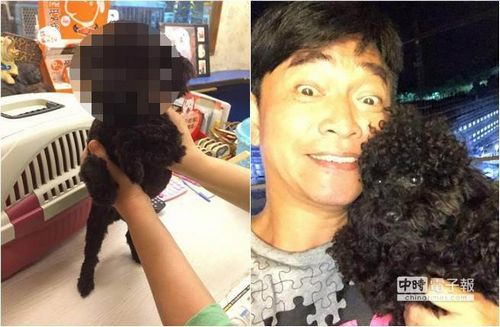 吴宗宪为爱犬剪毛 小狗毛发<em>长短不齐</em>表情无辜