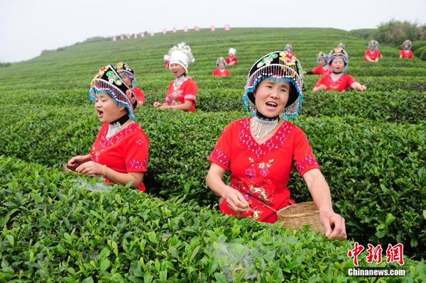 贵州瓮安妇女茶园放歌忙采茶|茶场|名茶