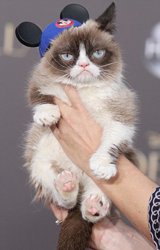 “不爽猫”是好莱坞最勤奋努力工作的宠物之一（网页截图）