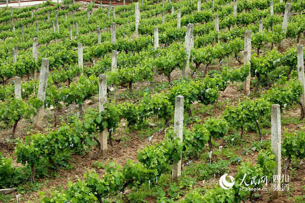 小金县优化农业结构助农持续增收|葡萄|农业
