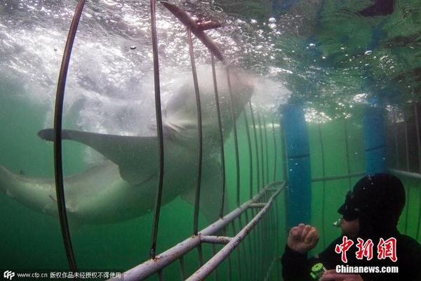76岁男子潜水拍摄大白鲨 女儿记录父亲惊险之