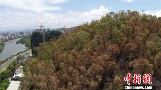 三亚持续干旱树木枯黄 森林防火形势严峻|三亚