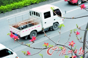 禅城8341辆黄标车未报废|车牌|城市环境