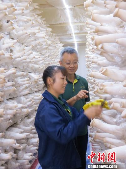 福建最大杏鲍菇企业台湾造 6年注册资本增6