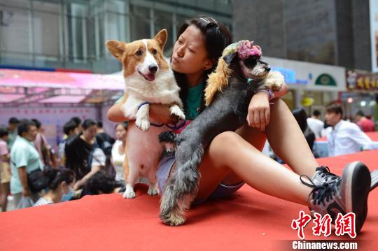 呼和浩特举办萌宠嘉年华比赛|主人|评选