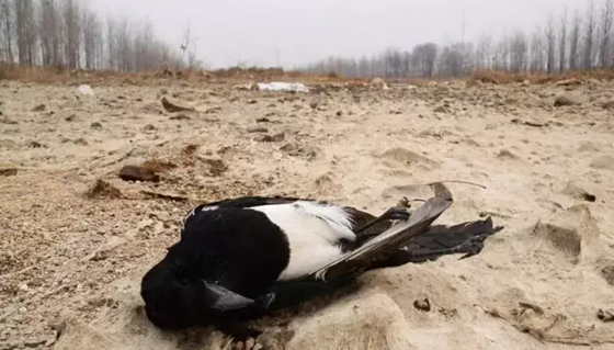 烟台186条河断流潍坊3水库干涸 大旱山东将迎