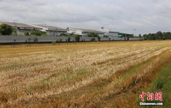 泰国持续大旱 农业受冲击|农业|水稻