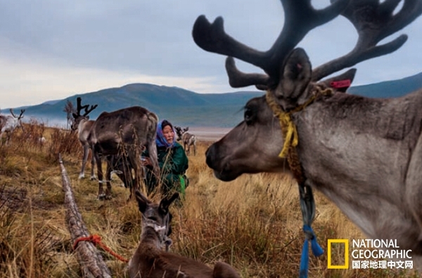 蒙古北部查坦族的萨恩•采采格（名字意为“美好花朵”）日常工作是照管自己的驯鹿群。