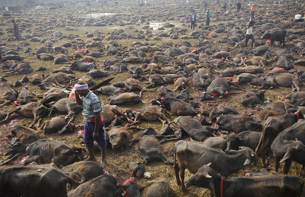 这是2014年嘉蒂麦女神节动物杀戮场中的恐怖场景。（网页截图）