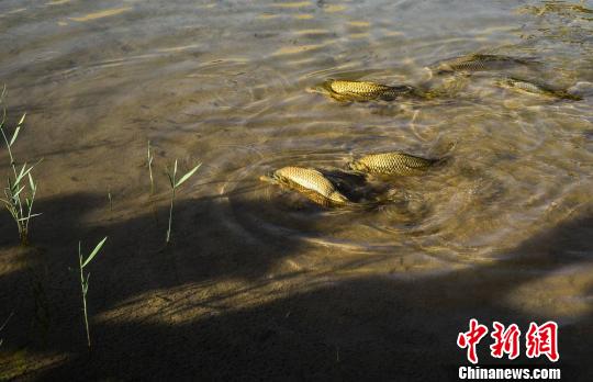 敦煌 月牙泉 罕见 铁背鱼 群游|旅游|景区_凤凰资