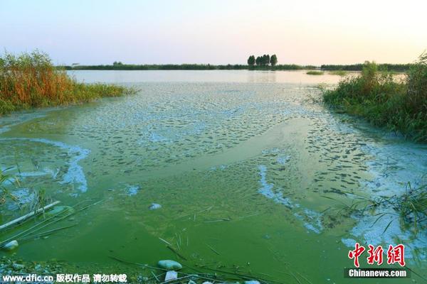 太湖爆发大面积蓝藻 水质污染严重|排入|恶臭