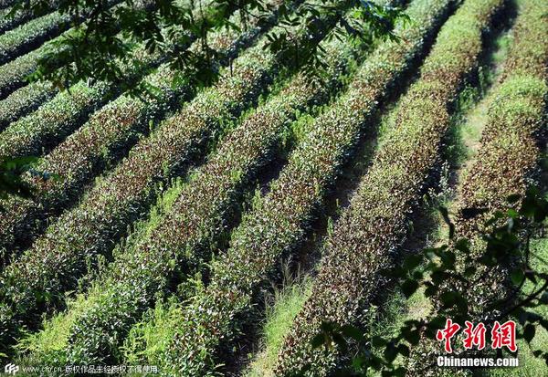 杭州持续高温 大面积龙井茶树被烤焦|高温|暴晒