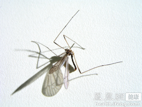 夏天到蚊子来袭 17个小妙招有效驱蚊防叮咬|驱