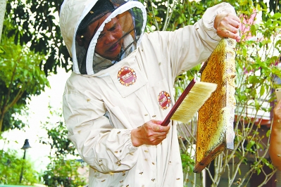 ?曾清泉用蜂刷刷走蜜蜂。