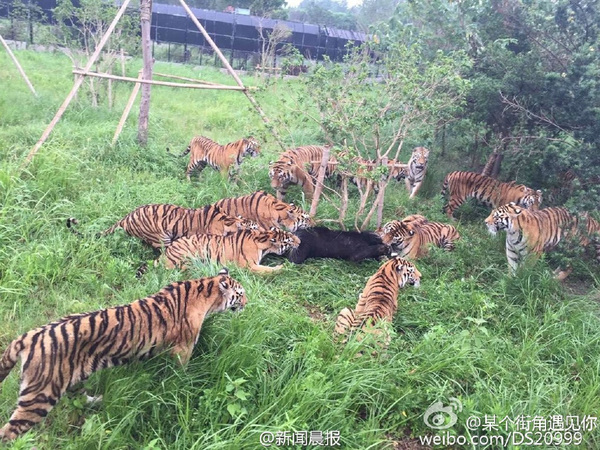 上海野生动物园十余只老虎围攻咬死黑熊(图) - 荆州