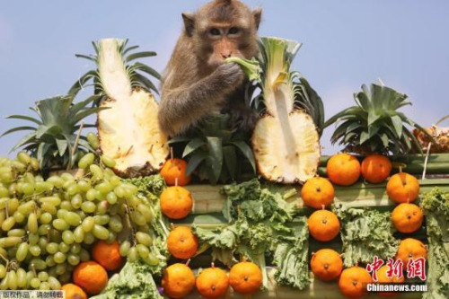 资料图:猴子吃水果。
