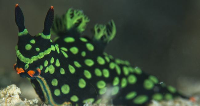 马来西亚潜水员发现世界首只双头海兔 雌雄同体