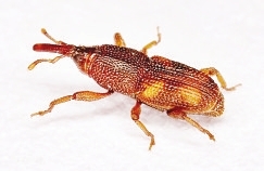 米象（资料图）